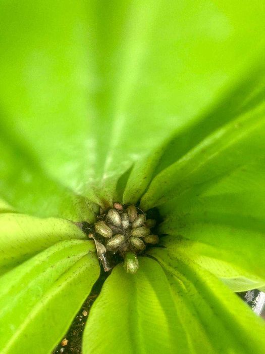 Папоротник асплениум в отличном состоянии