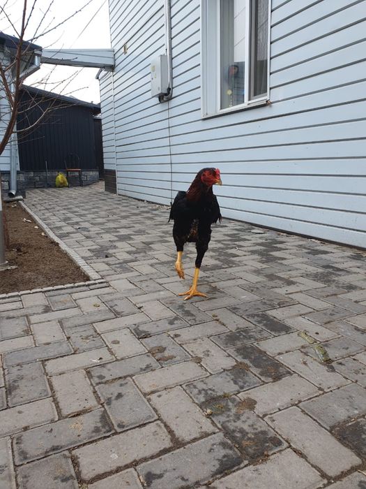 Дакан петух бойцовый  молодой