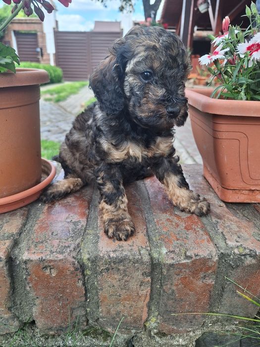 Pudel/Poodle fetita