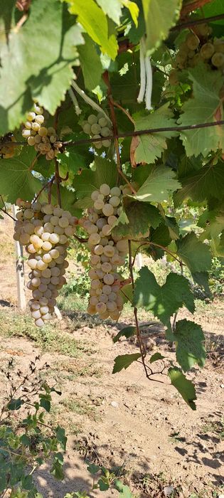 Продавам грозде - Мерло, Ркацители, Мавруд