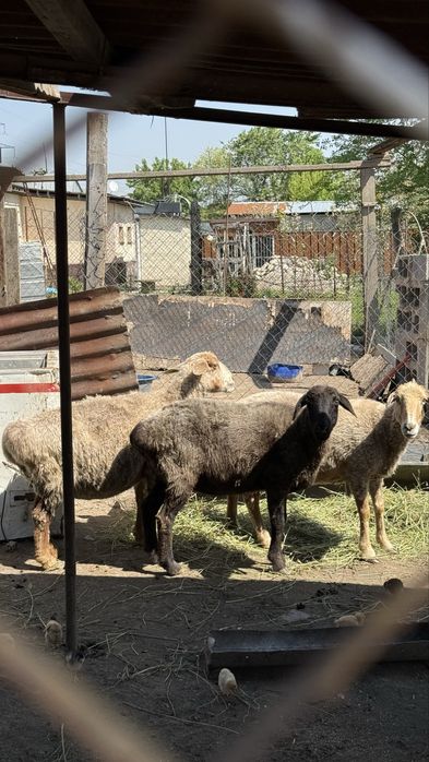 Продам 3-х маток котные