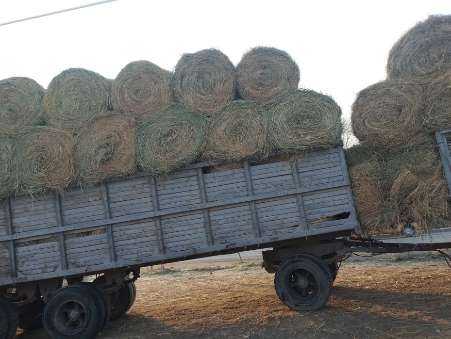 сено люцерна жоношка урлон сатамын оптом сатамын жоношка урлон сатамын