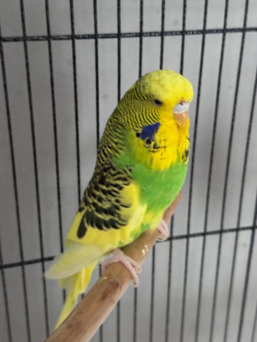 Попугай Чех ручная девочка