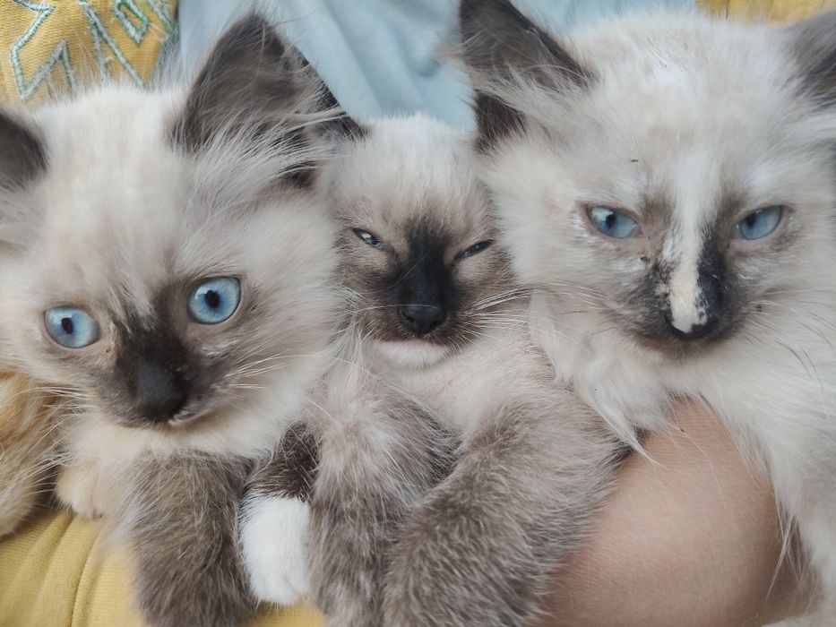 Котёнок, котята, кошка