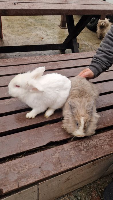 Iepuri femele /masculi mini-ferma