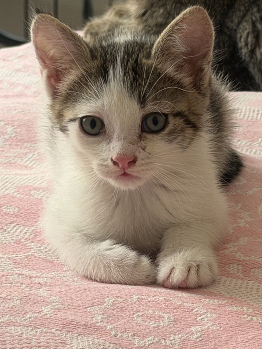 Малыш-котенок Том ищет семью!