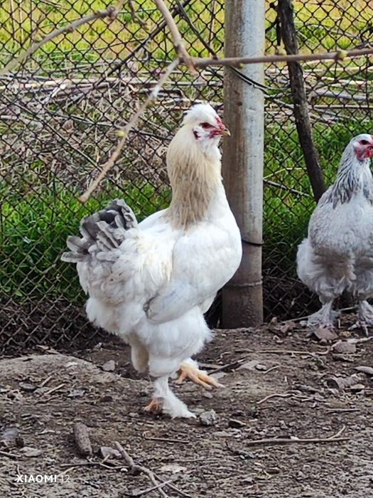 Младо петле на 7 месеца