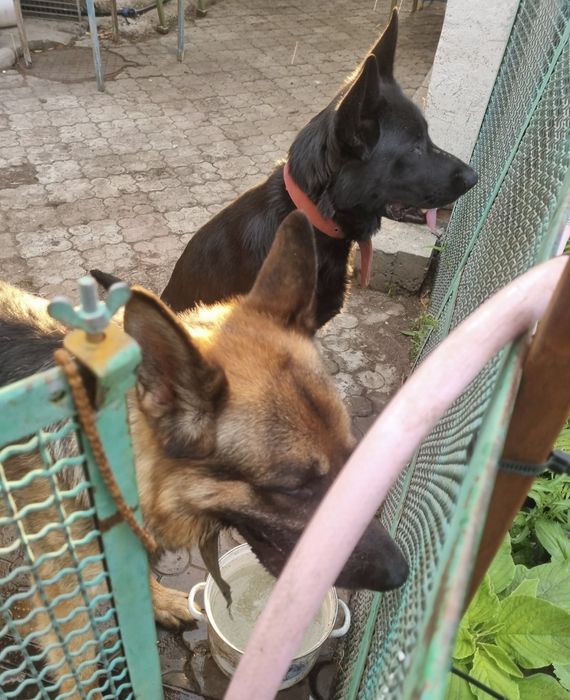 Щенки немецкой овчарки.