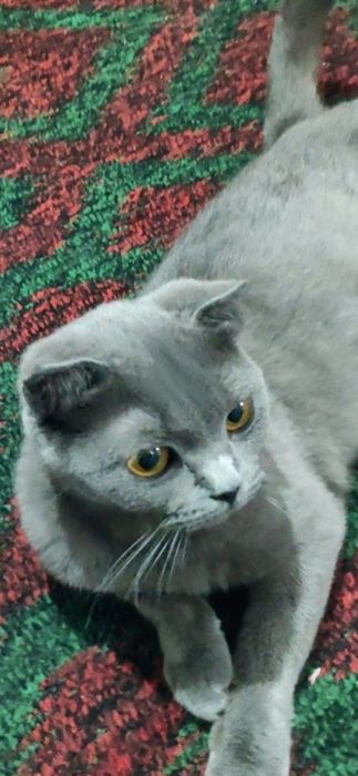 Scottish fold zotli mushuk sotiladi Скоттиш фолд кошка продается