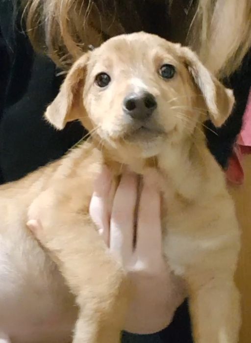 Отдам щенка в хорошие руки