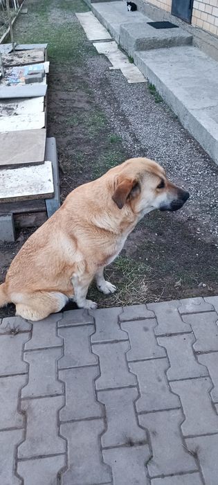 Отдам собаку в хорошие руки.