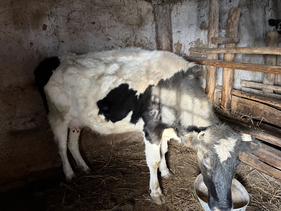 Корова продается