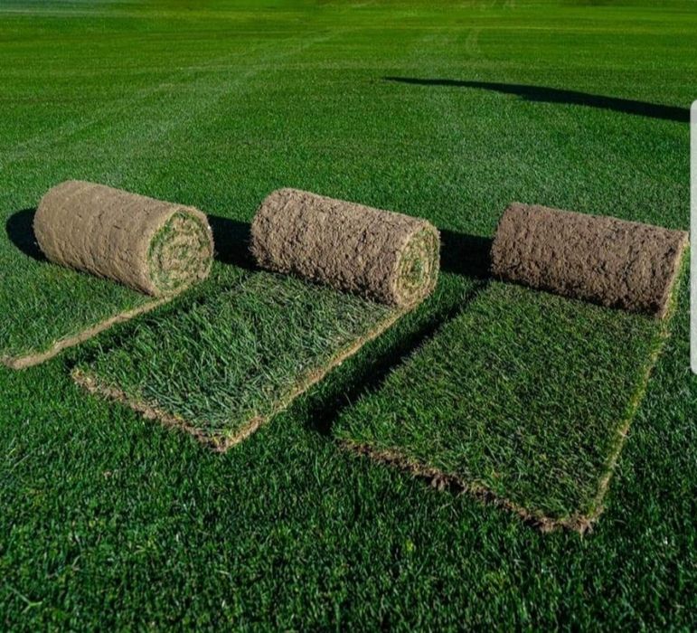 Plante ornamentale, prețuri avantajoase, En-gross oriunde transport