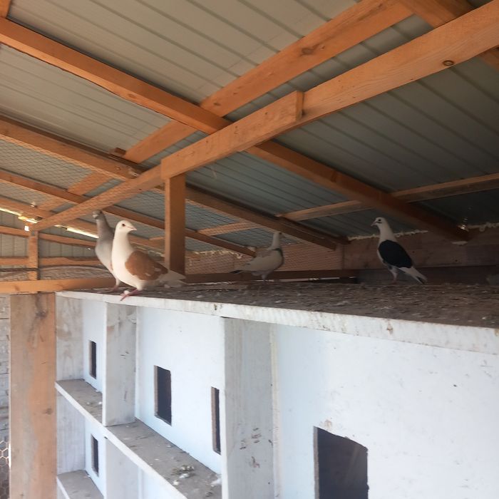 porumbei voiajori