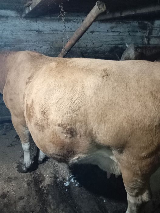 Vacă cu vițel de vânzare