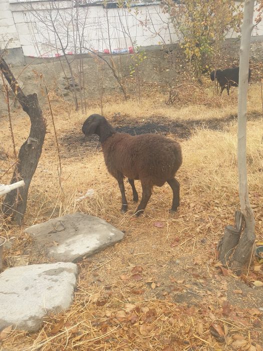 Кучкор сотилади...