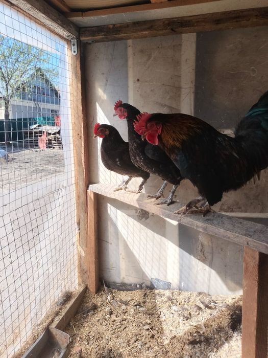 Продается семейка карликовых кур