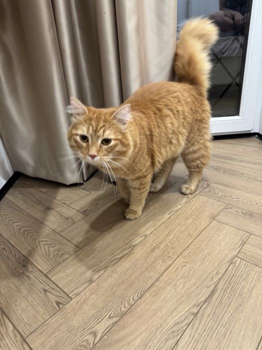 Мейн кун котенок