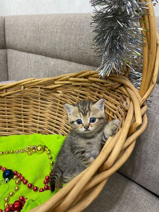 Продам шатланских котят