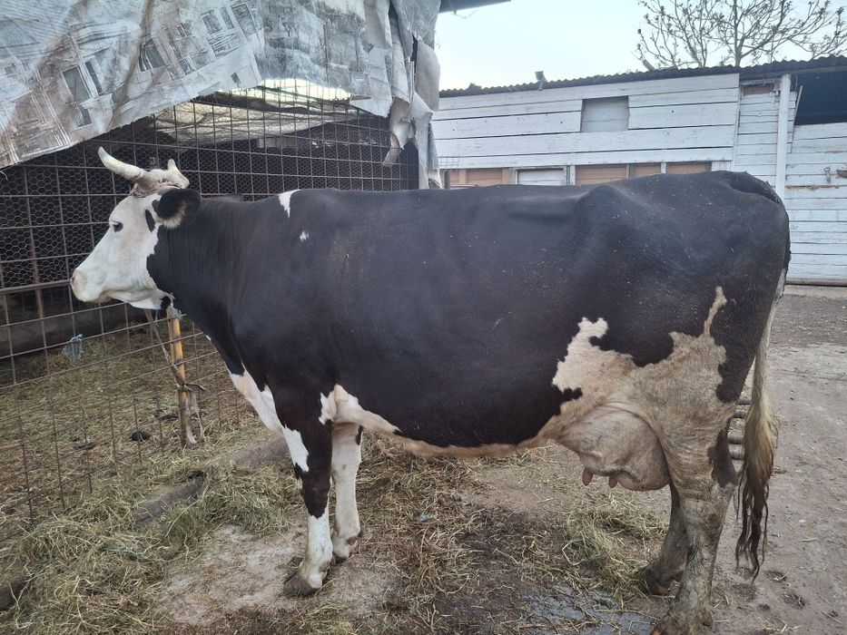 Vaca foarte bună de lapte