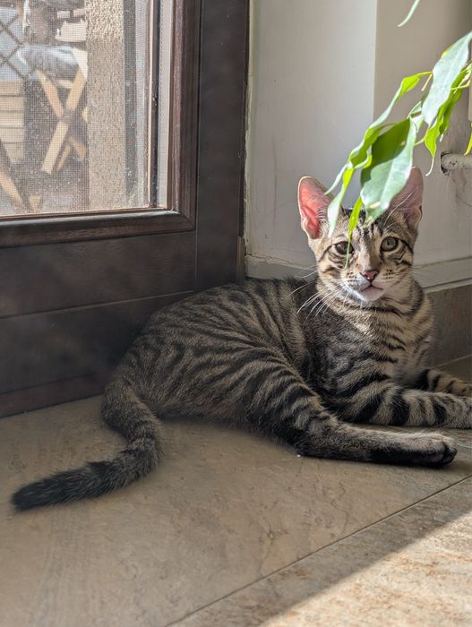 Adoptie - Familia Olimp, 2 fete si un baiat (Hera, Achi, Athena) isi cauta casute
