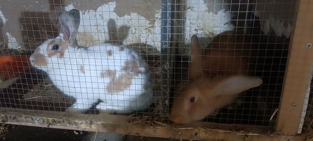 Продам кроликов 80000 сум за 1 кг