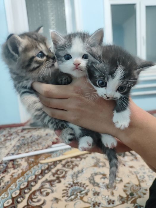 Продаются котята