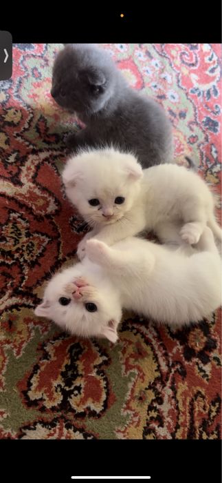 Чиройли ва аккилий мушукчалар