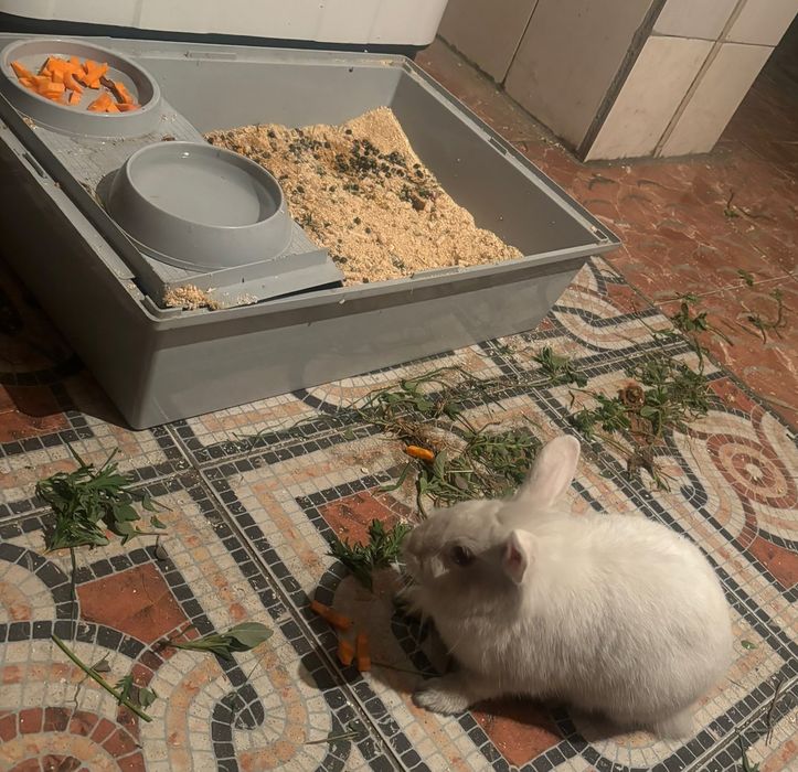 Декоротивный кролик
