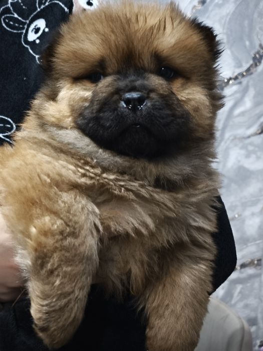 Очаровательные щенки Чау-чау