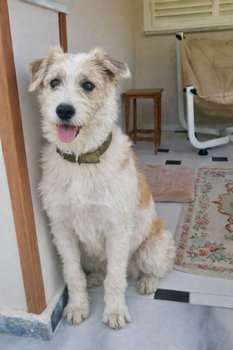 Собака Майя — для семьи с детьми