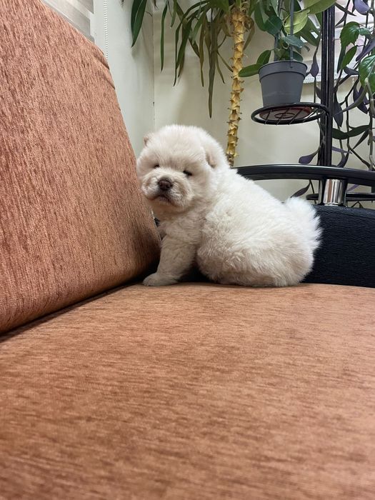 Чау чау мъжко бебе