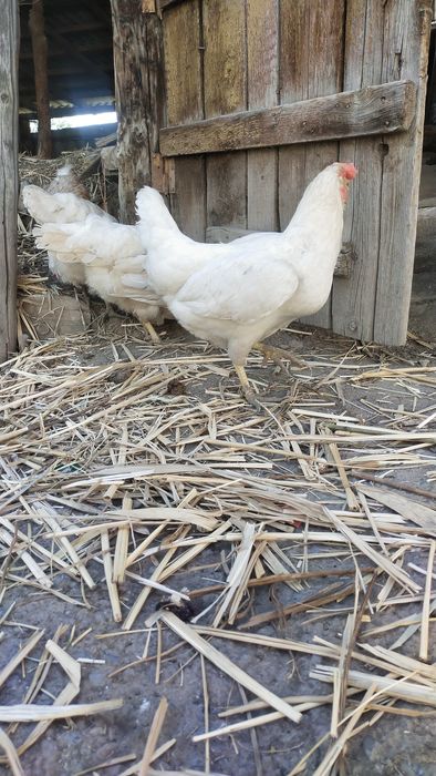 Продам курей белых
