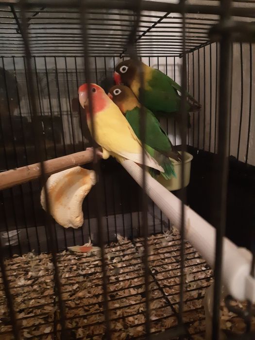 Папугай Неразлучка