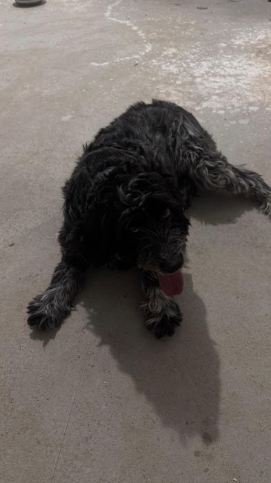 Собака с гарантией