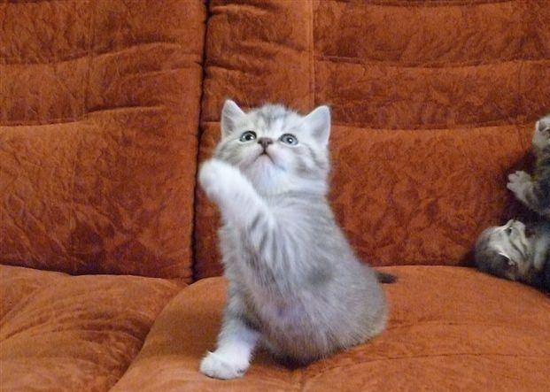 Шотландский котята