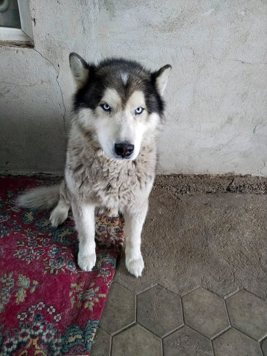 Отдам в добрые руки