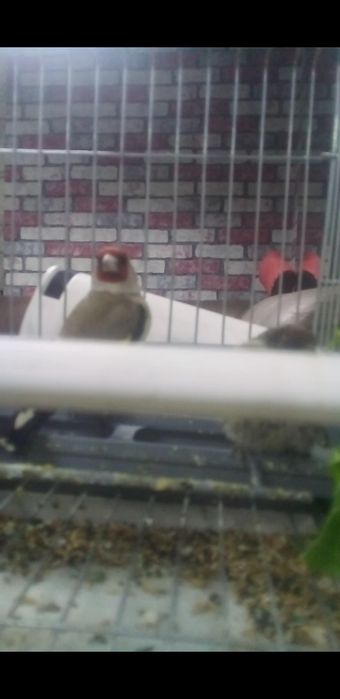 Norchi sotiladi holdor marjonli