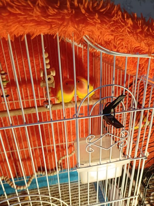 Розовощёкие неразлучники