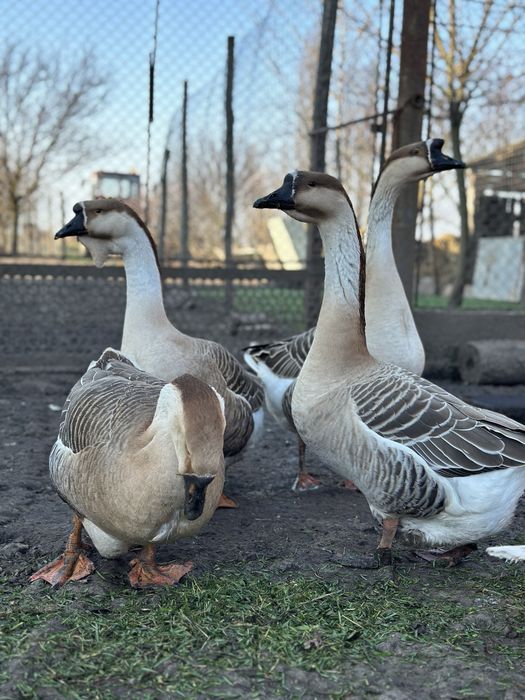 Oua de gasca africana