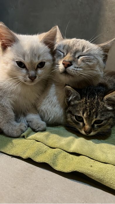 Котята и кошечка молодая