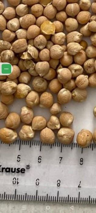 Ячмень.Платный чат! Все корма.