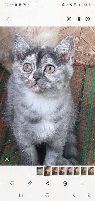 Скотиш страйт девочка