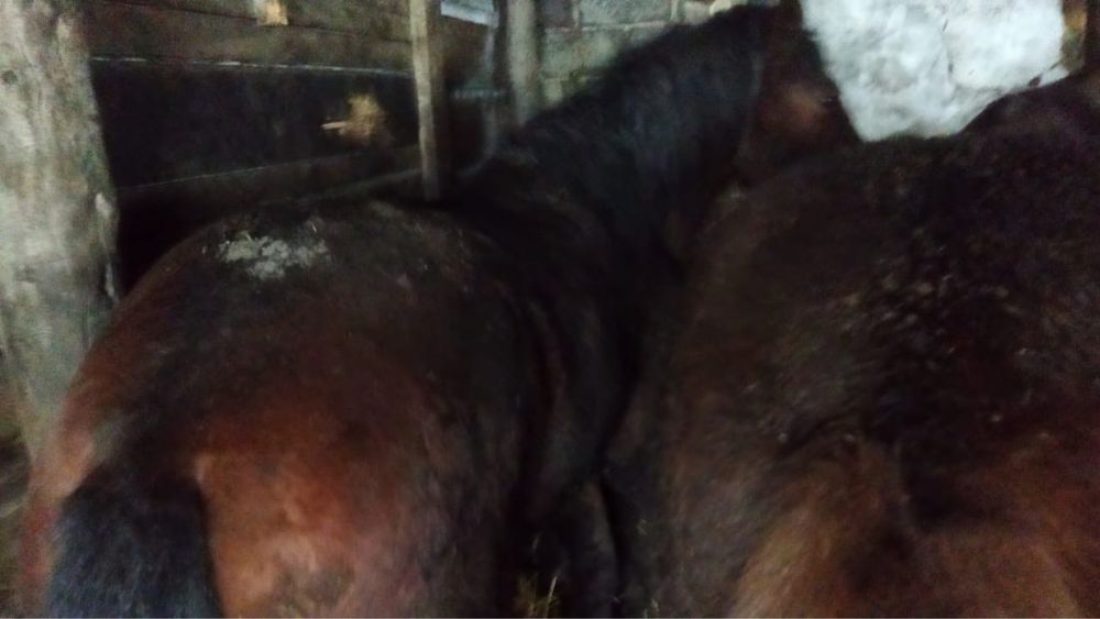 Продам лошадей на откорме