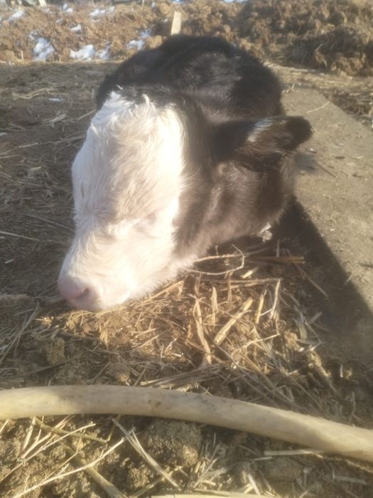 Корова с телёнком