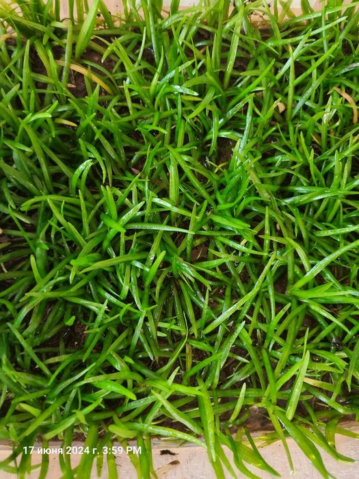 Продам почвопокровку.Тенеллис