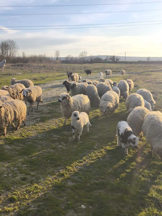Daca va intereseaza aveti nr meu de tel mai jos.