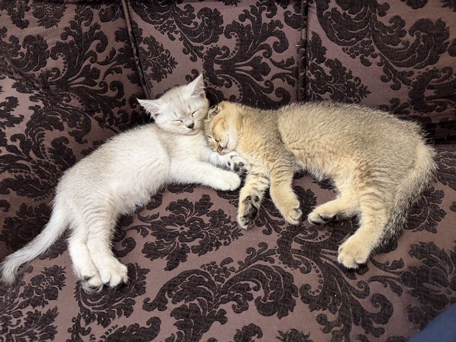 Коцята 2 ойлик 3 та бор