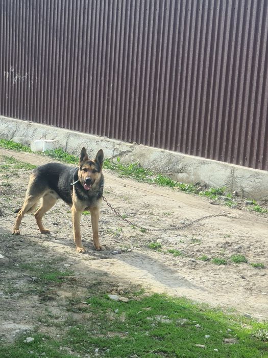 Продам немецкую овчарку