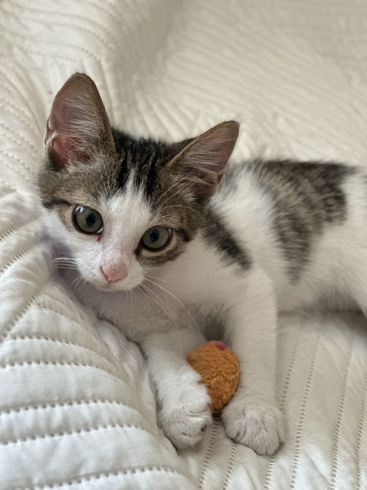 Котенок 2 месяца